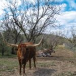 Two longhorns