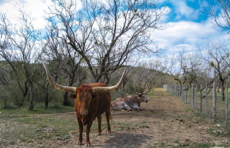 Two longhorns