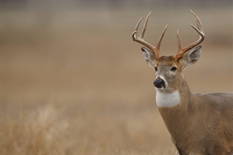 deer management basics