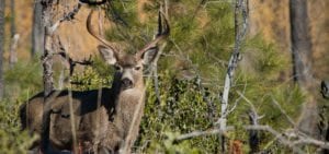 guessing deer age