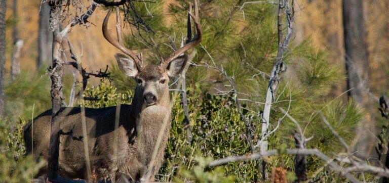 guessing deer age