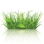 restoring natives to rangeland