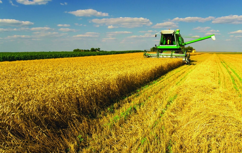 harvesting grain