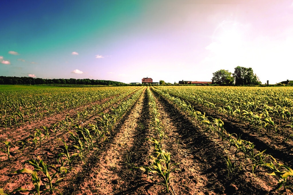 Planted Fields