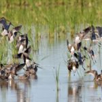 duck habitat