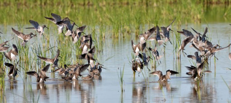 duck habitat