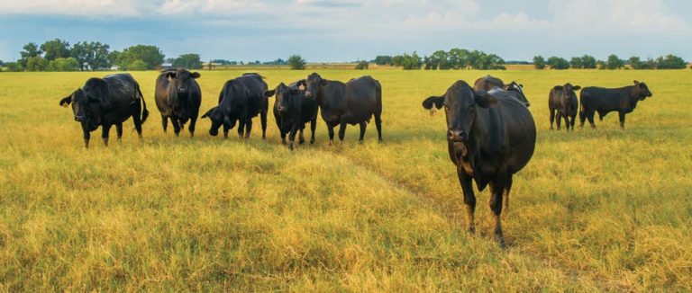 leasing pastureland