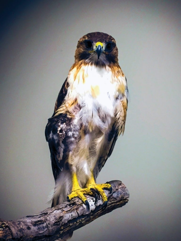 Falcon