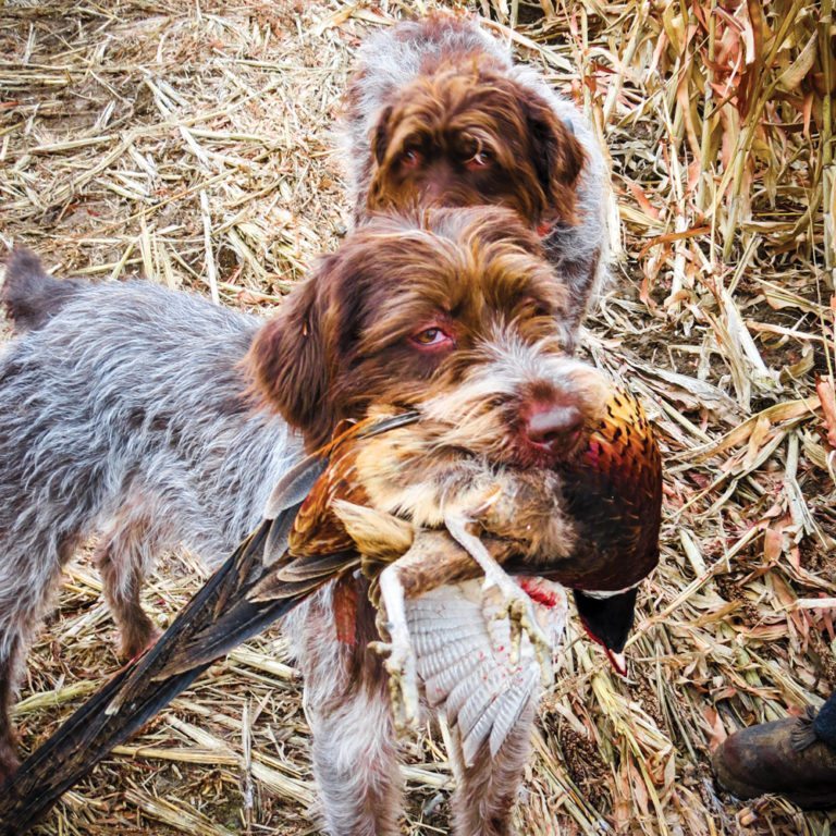 Hunting Dog with pheasant