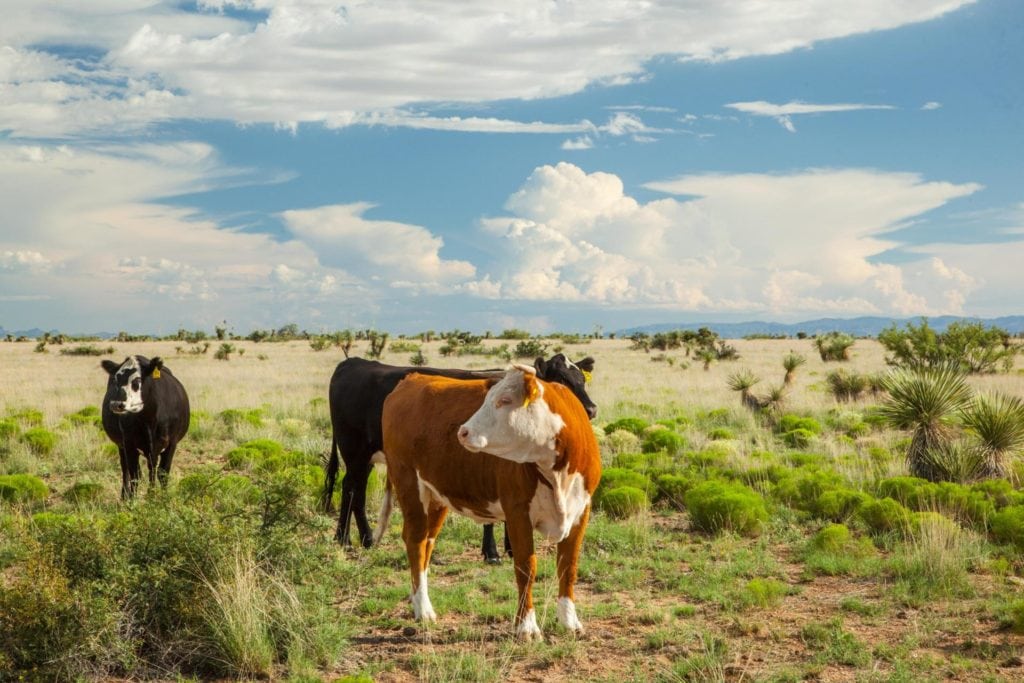 Largest Land for Sale in Texas: Ranch on Top