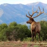 ranch buying advice