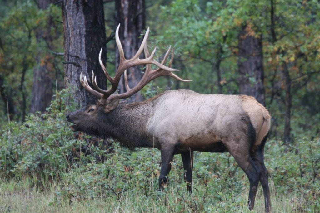 elkquest-durango-colorado-3117912-b