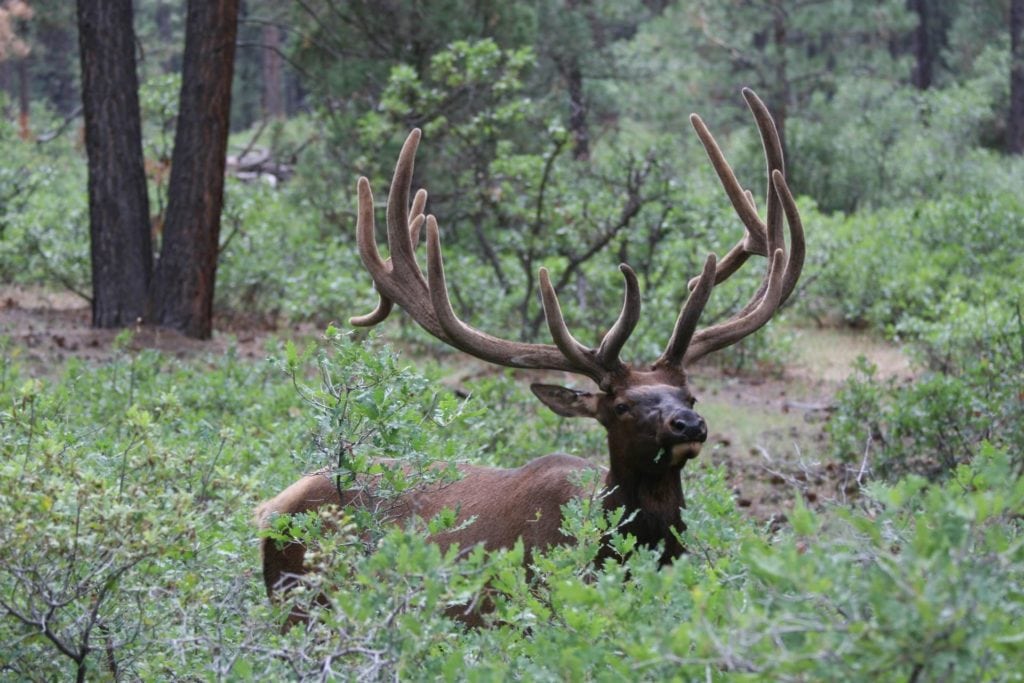 elkquest-durango-colorado-3117912-c