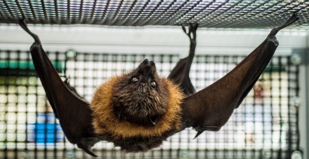 rodrigues bat at national pollinator week festival