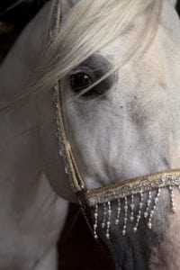 image of horse in North Texas Horse Country