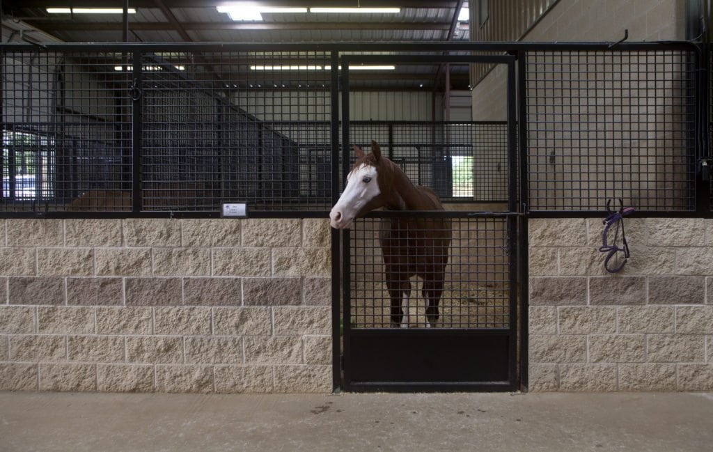 image of horse in North Texas Horse Country