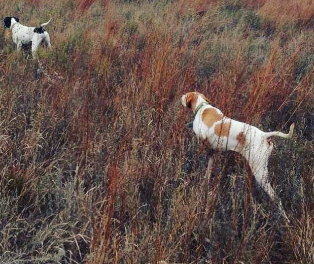 Leasing Hunting Land Advice: photo from The Last Buffalo quail hunt