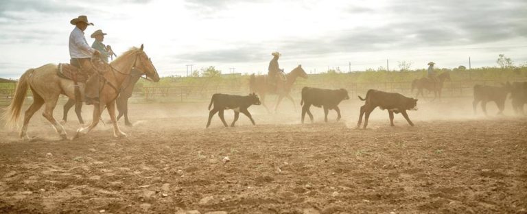 profitable ranch tips