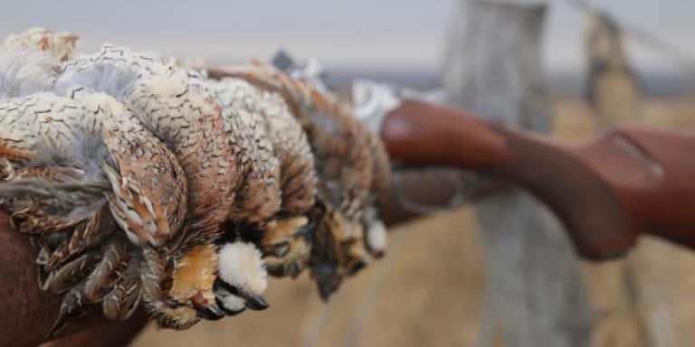 Leasing Hunting Land Advice: photo from The Last Buffalo quail hunt