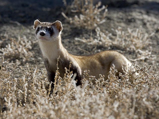 Black-footed ferret 