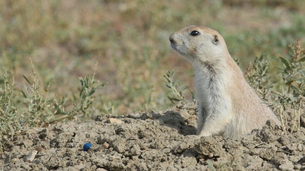 Prairie dog and vaccine-ladden pellet (WWF/Conservation Media)