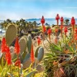 Listing of the Wee: Rancho Monte Alegre auction
