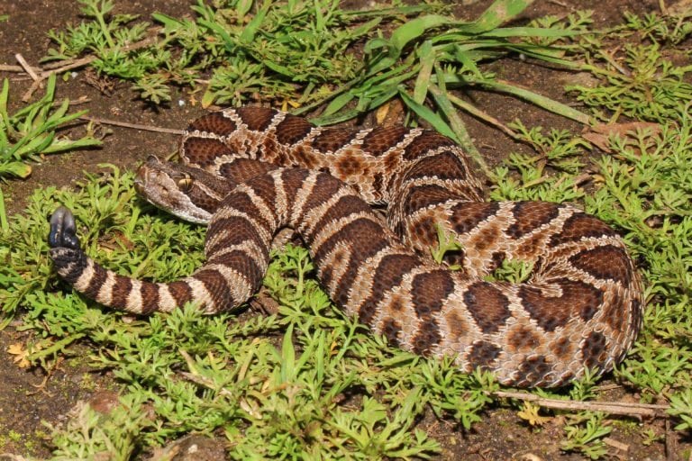 america's most poisonous snakes: black diamond rattlesnake