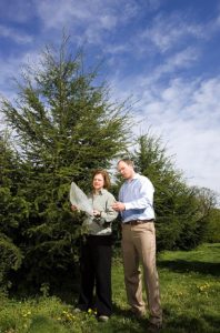 image of scientists studying hemlock trees