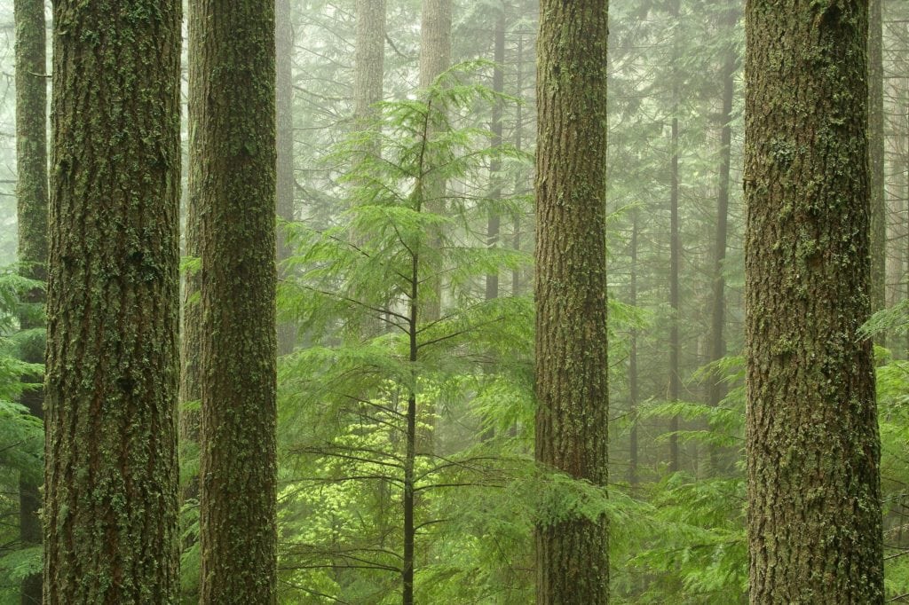 Image of hemlock trees