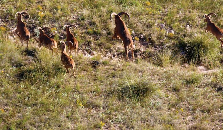 exotic game animals in texas