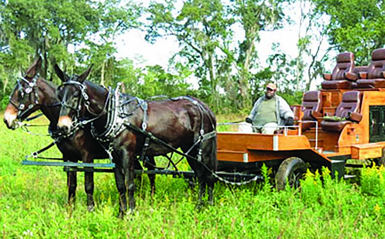 One of the beautiful mule-drawn, bird-hunting wagons on Four Oaks Plantation.