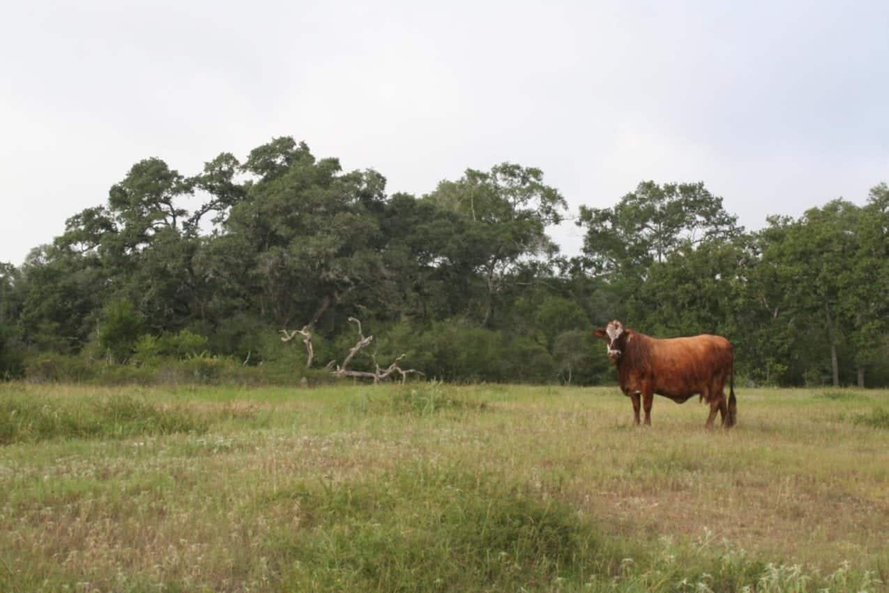 Broker of the Week Matt Mann of La Gloria Land Company