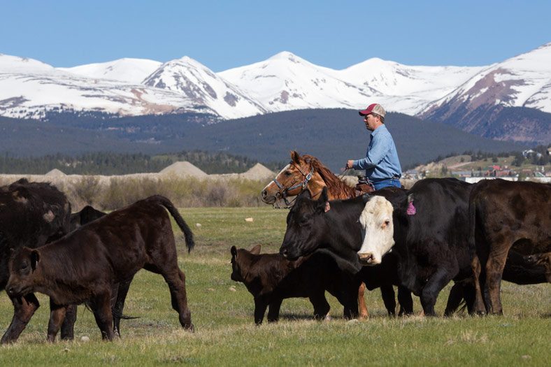 herding, cattle, horse, cowboy, mountains