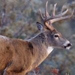 sustainable rangelands