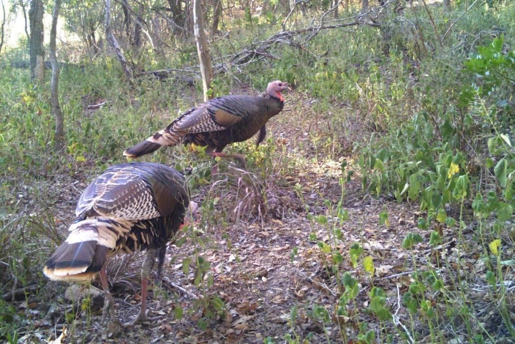 spring turkey hunting