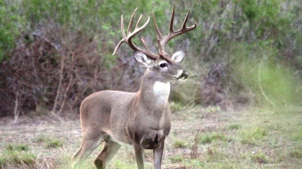 Tom W. Davis Caballo Creek Ranch sale