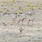sam middleton thompson ranch sale