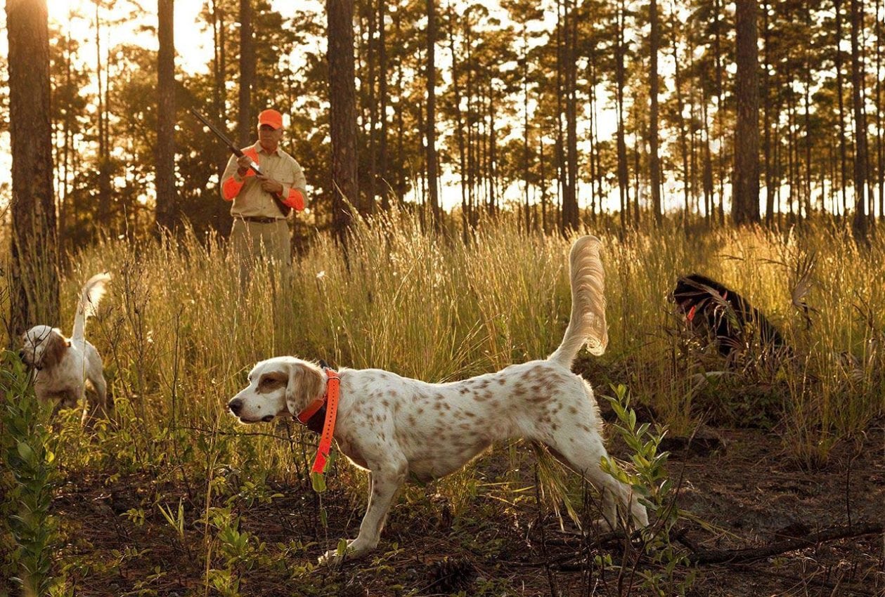 cabin bluff hunting club, cumberland island, georgia