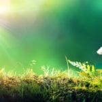 green home upgrades