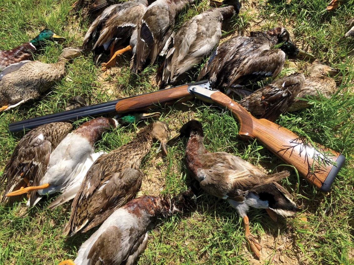 image of game birds and new Blaser F16 shotgun