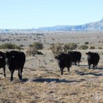 Red Mountain Ranch image, Sam Middleton sale