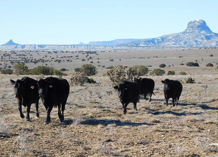 Red Mountain Ranch image, Sam Middleton sale