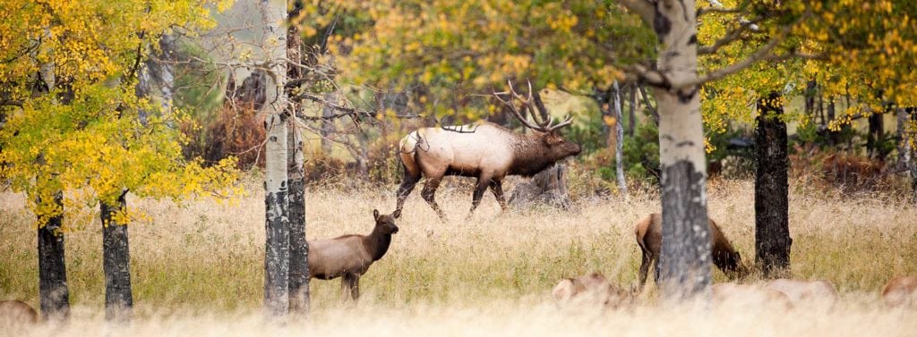 elk hunting tips