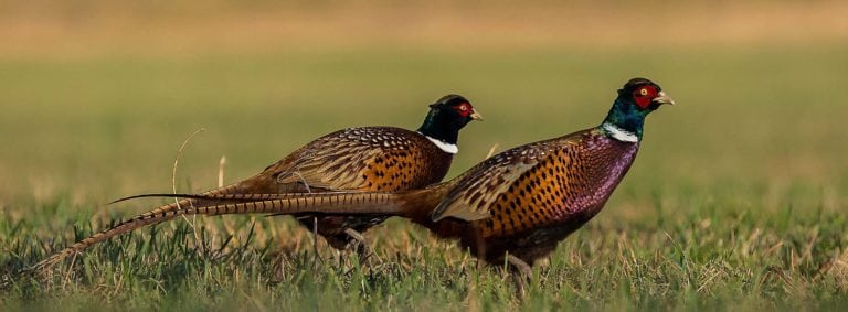 pheasant hunting tips