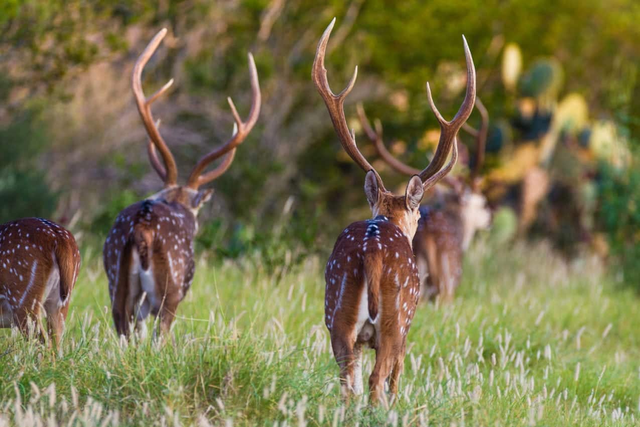 For Sale Santa Margarita Ranch in La Salle County, Texas