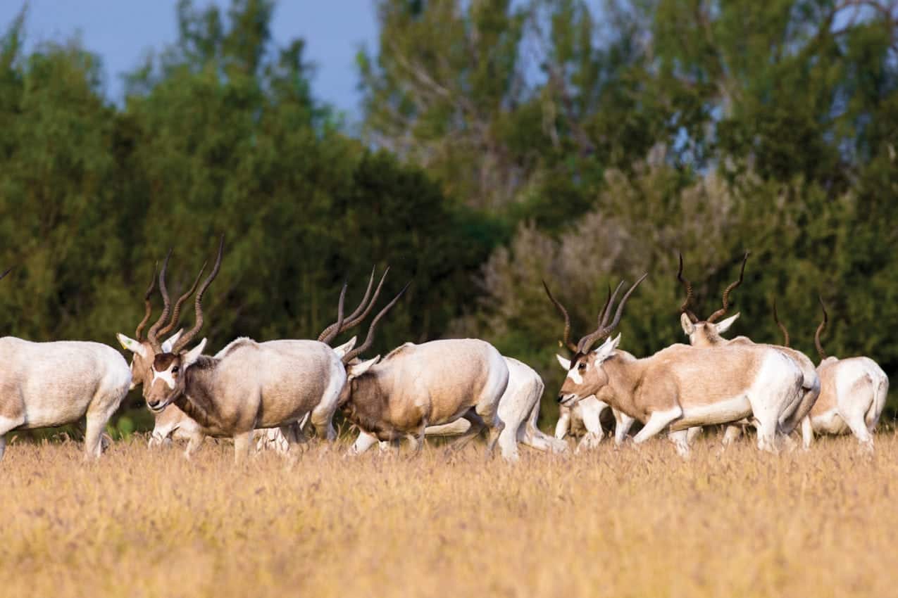 For Sale Santa Margarita Ranch in La Salle County, Texas