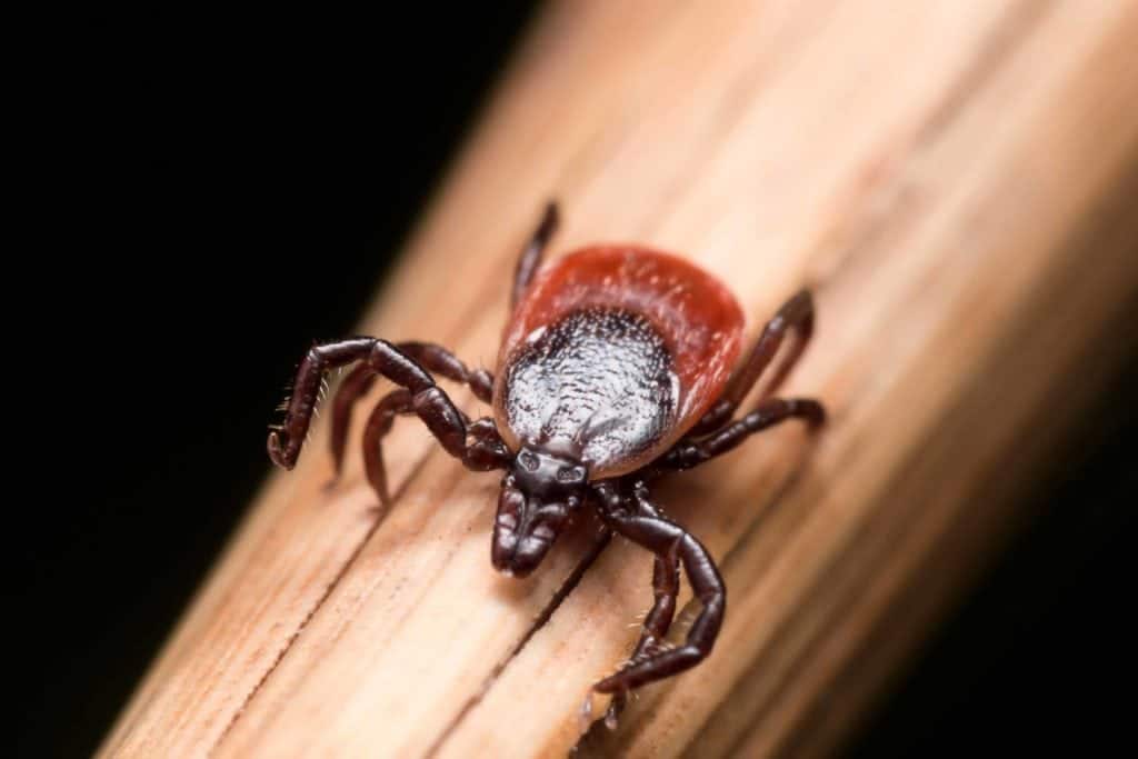 photo of deer tick, how to remove a tick