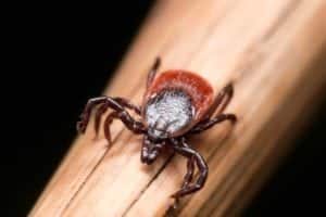 photo of deer tick, how to remove a tick
