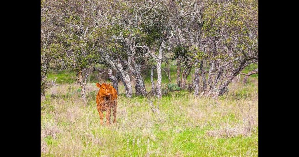 Ford Ranch sale, Sam Middleton