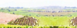 how to buy a vineyard
